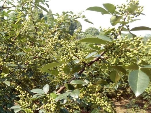 葉面肥進(jìn)口和國產(chǎn)的哪種好?區別介紹